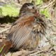 Song sparrow in the sun