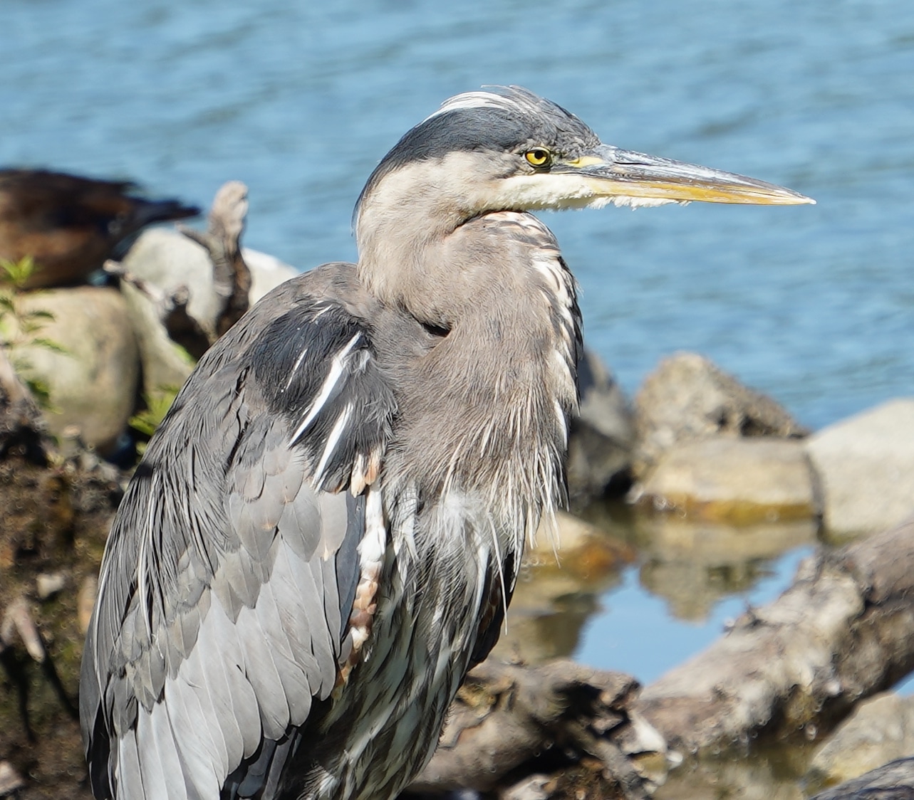 Unimpressed heron