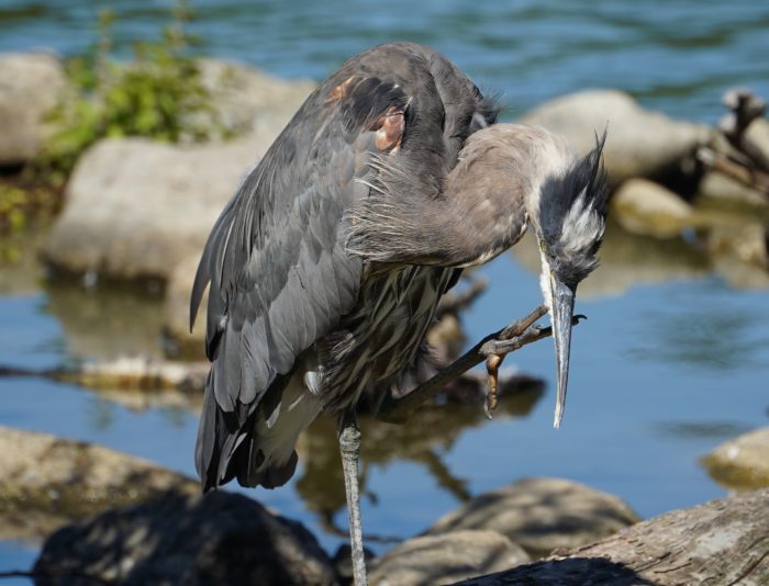 Heron scratching its chin