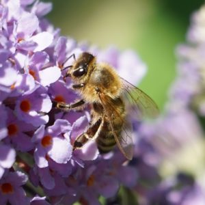 Bee on lavender flowers