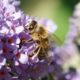 Honeybee on lavender flowers