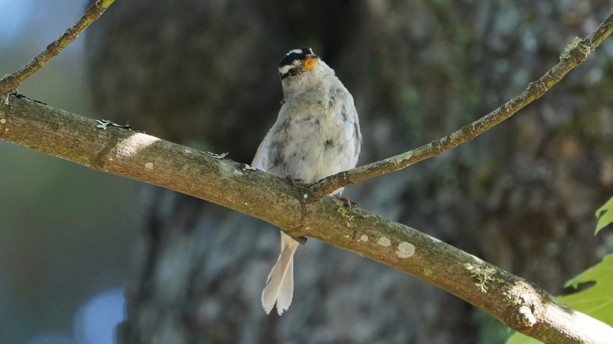 White-crowned sparrow tilting head