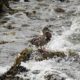 Mallard facing the waves