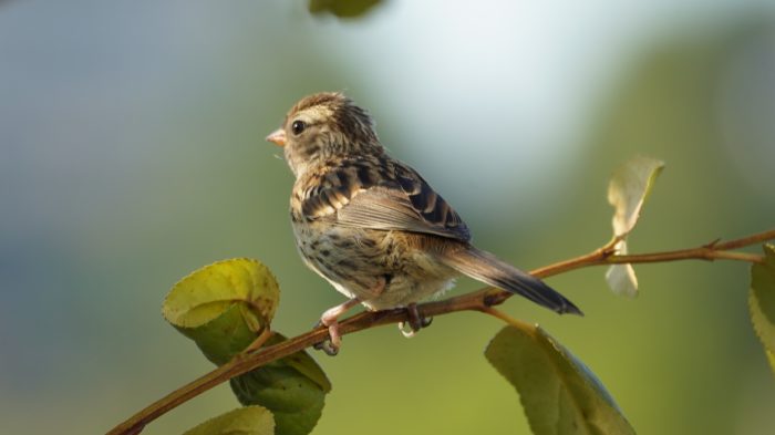 White-crown juvenile