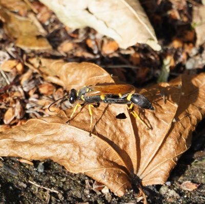 mud dauber wasp