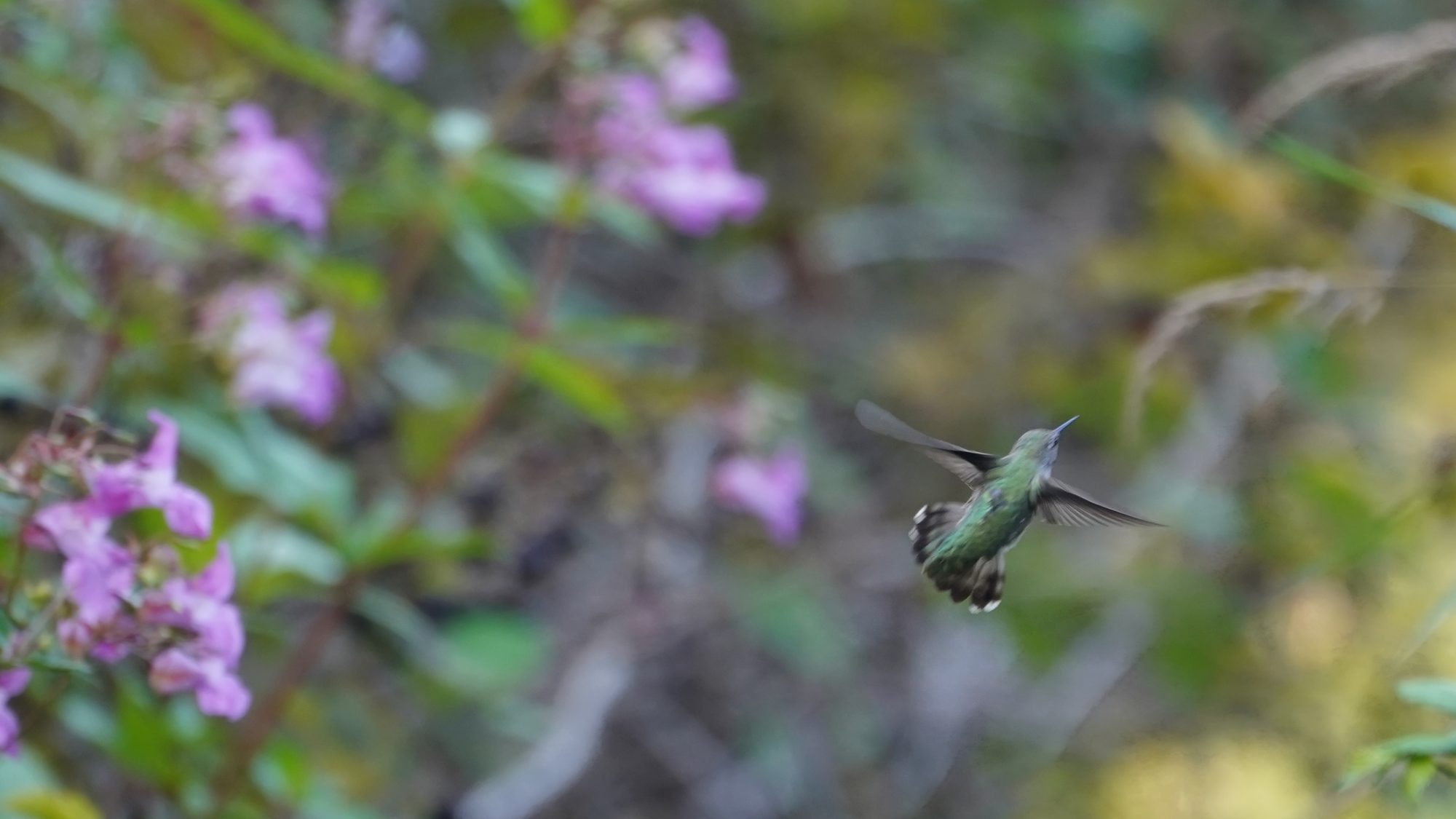 hummingbird in flight