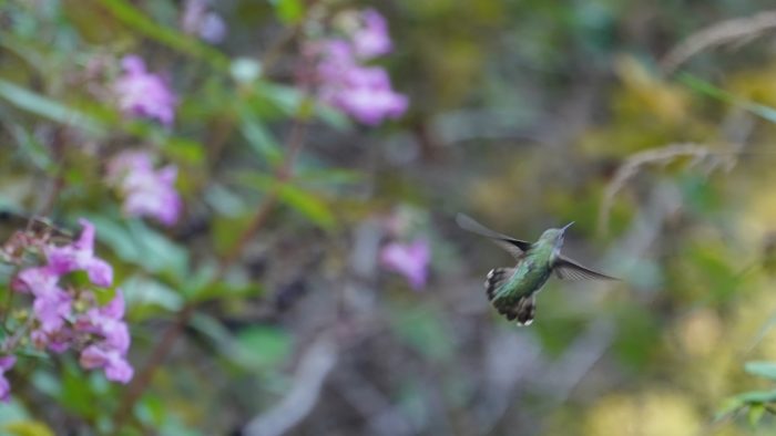 hummingbird in flight