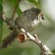 Pretty bushtit