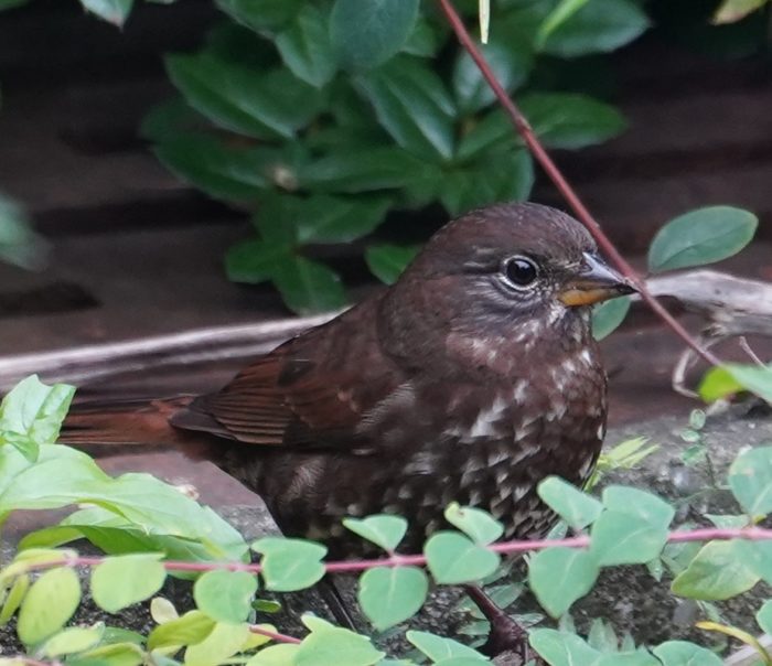 Sooty fox sparrow