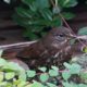 Fox sparrow
