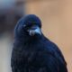 Modeling crow