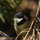 Peeking chickadee