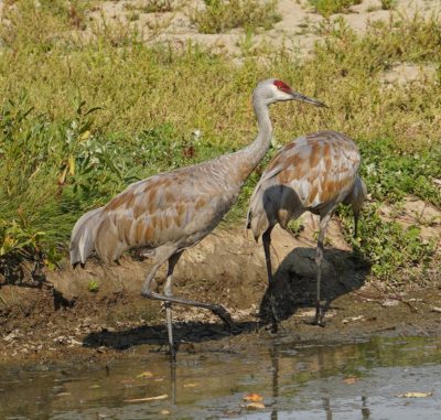 Two sandhill cranes