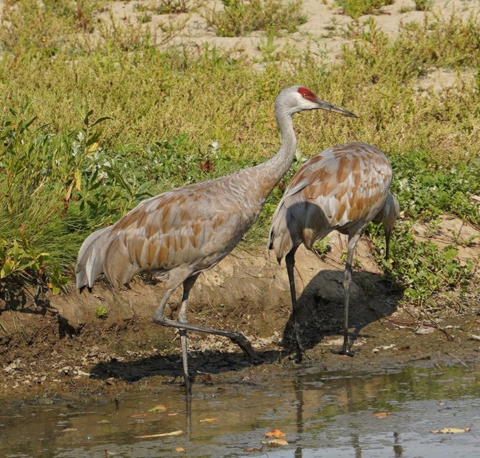 Two sandhill cranes