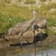Sandhill cranes
