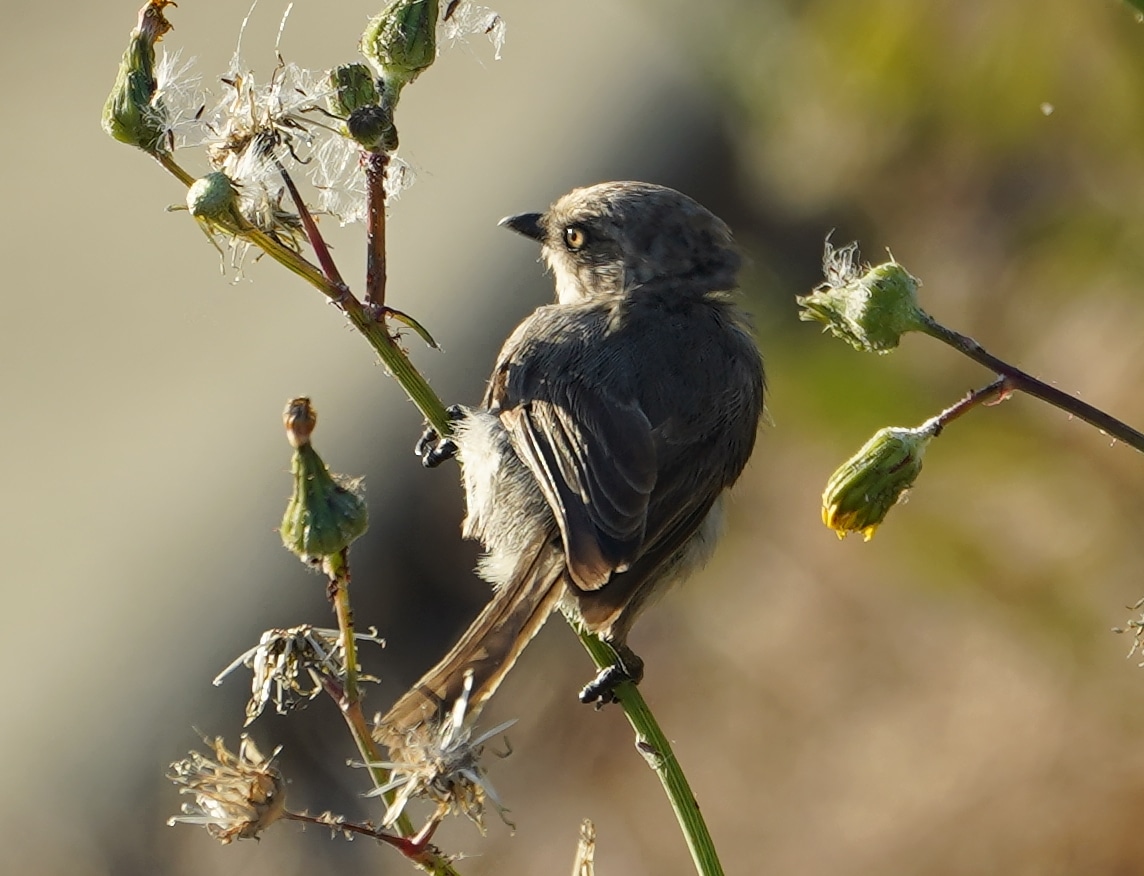 Bushtit and afternoon sun
