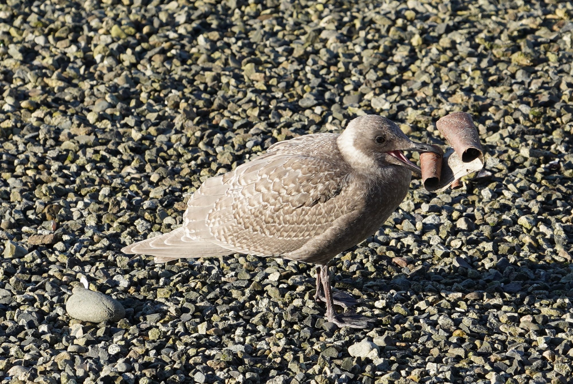 Seagull carrying some bark