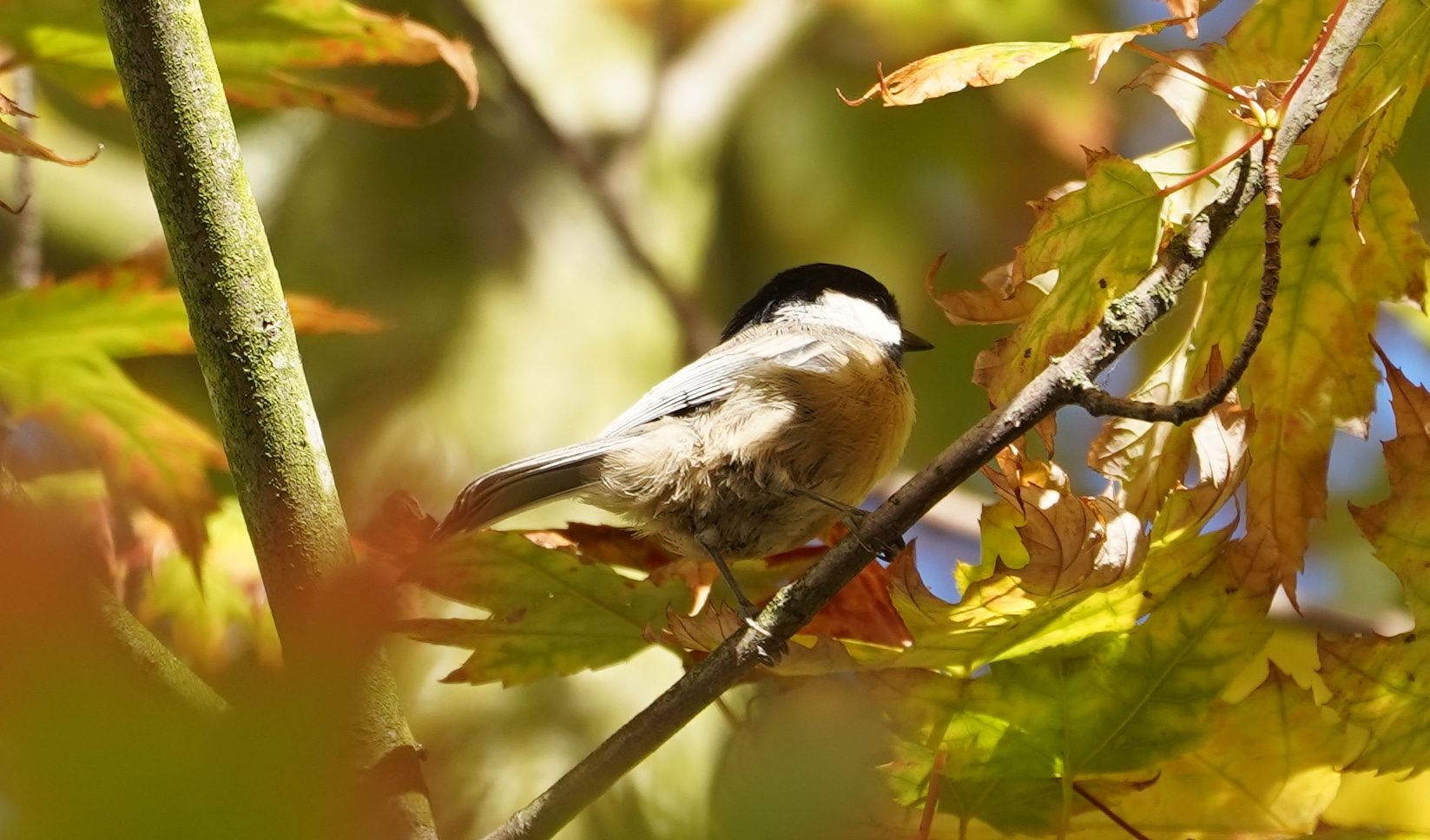 chickadee in fall foliage