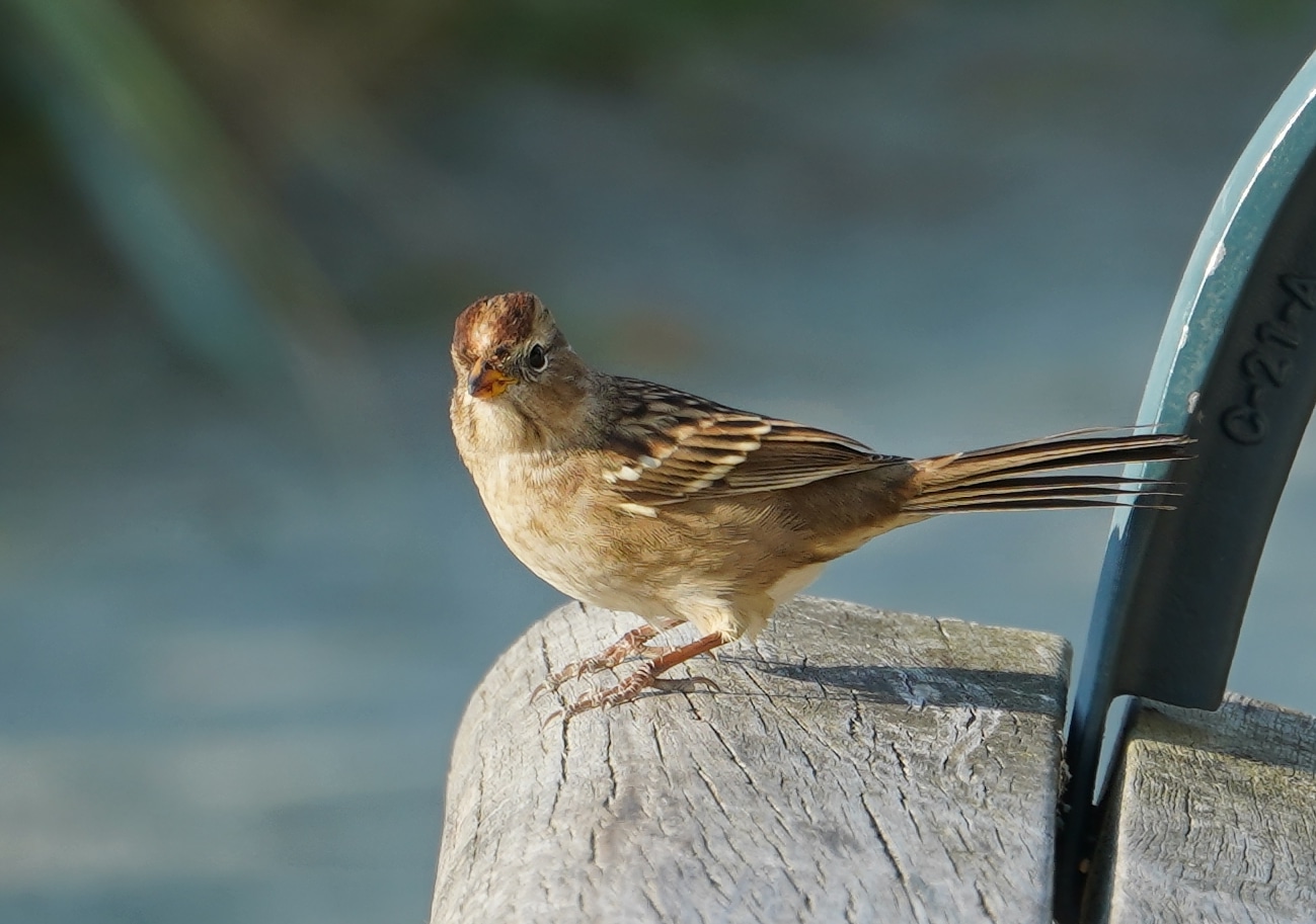 white-crowned sparrow on a bench