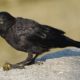 Hungry crow