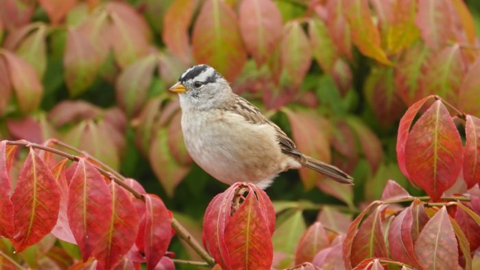 white-crowned sparrow in red bush