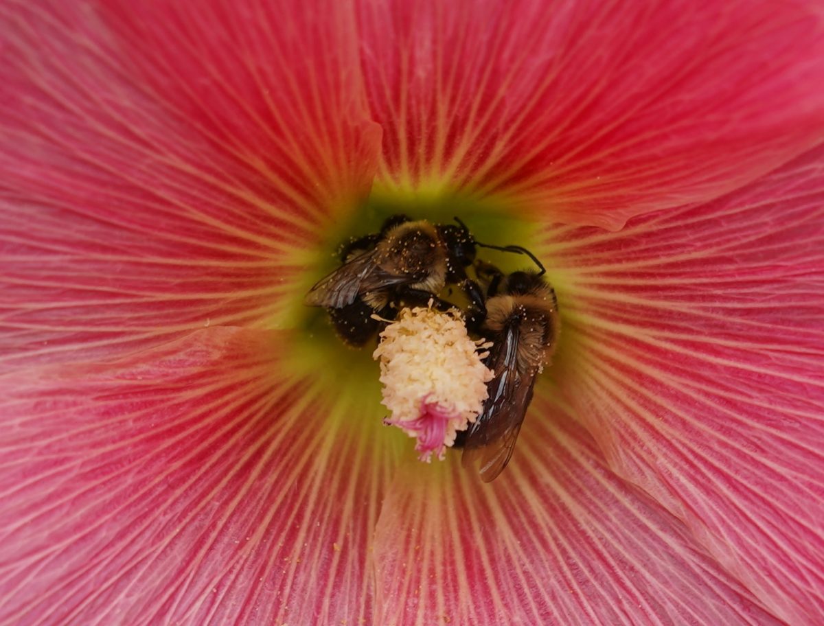 Two bumblebees in a flower
