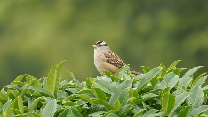 Posing white-crown