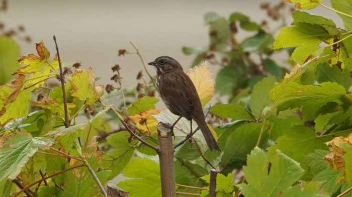 Song sparrow