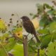 Perching song sparrow