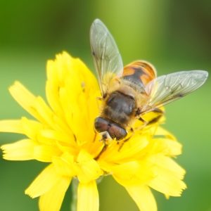 Hoverfly on yellow flower