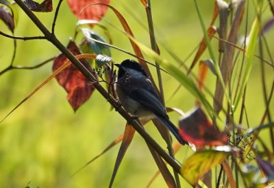 Chickadee in fall foloage