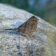 Savannah Sparrow on a rock
