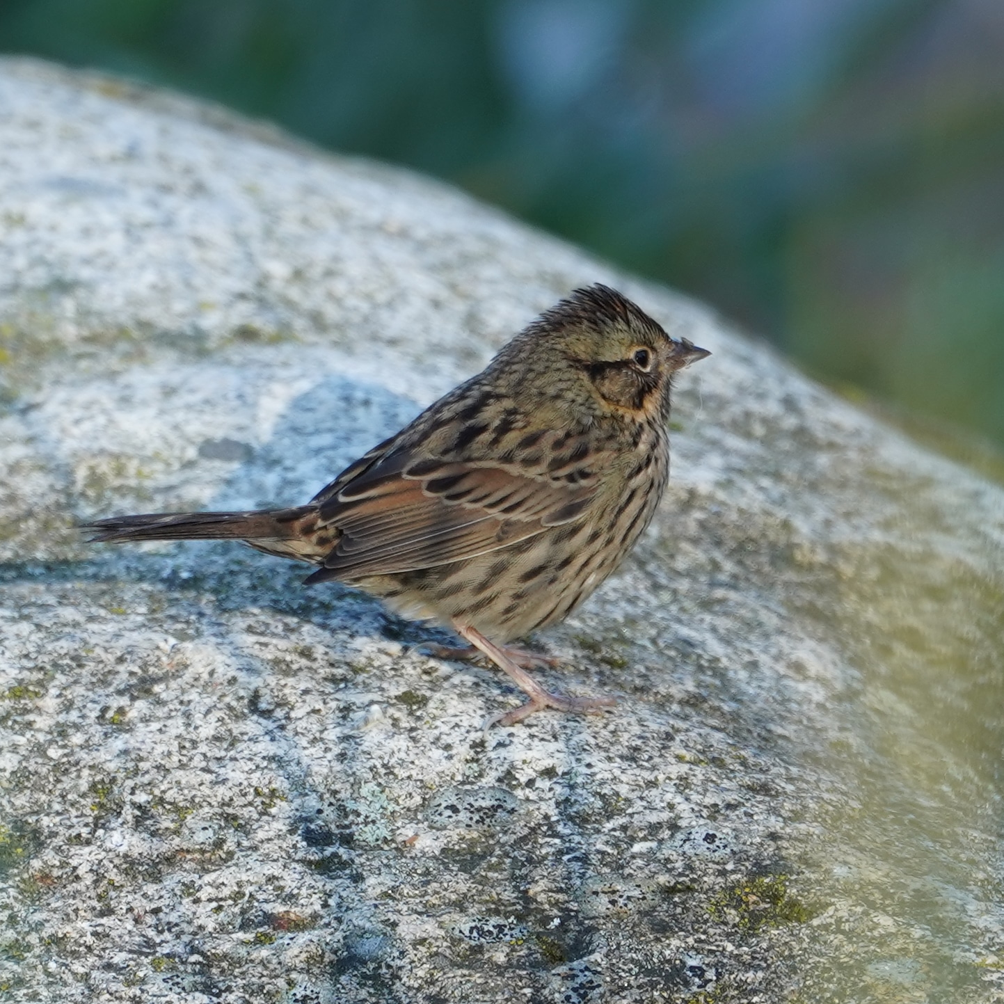 Savannah sparrow