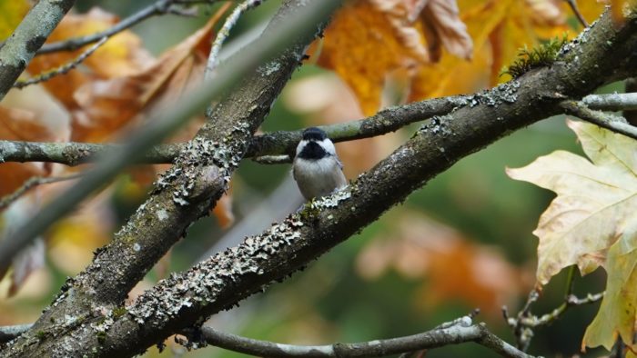 Chickadee in the fall