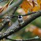 Fall chickadee