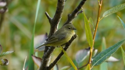 Orange-crowned warbler