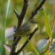 Orange-crowned warbler