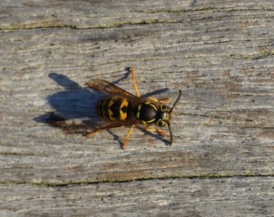 Wasp on bench