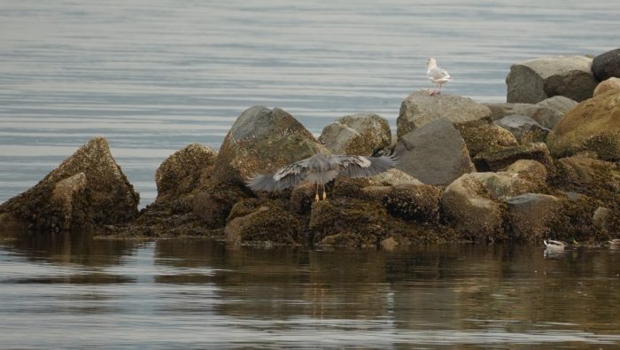 Heron landing on rocks
