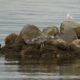 Heron landing on rocks