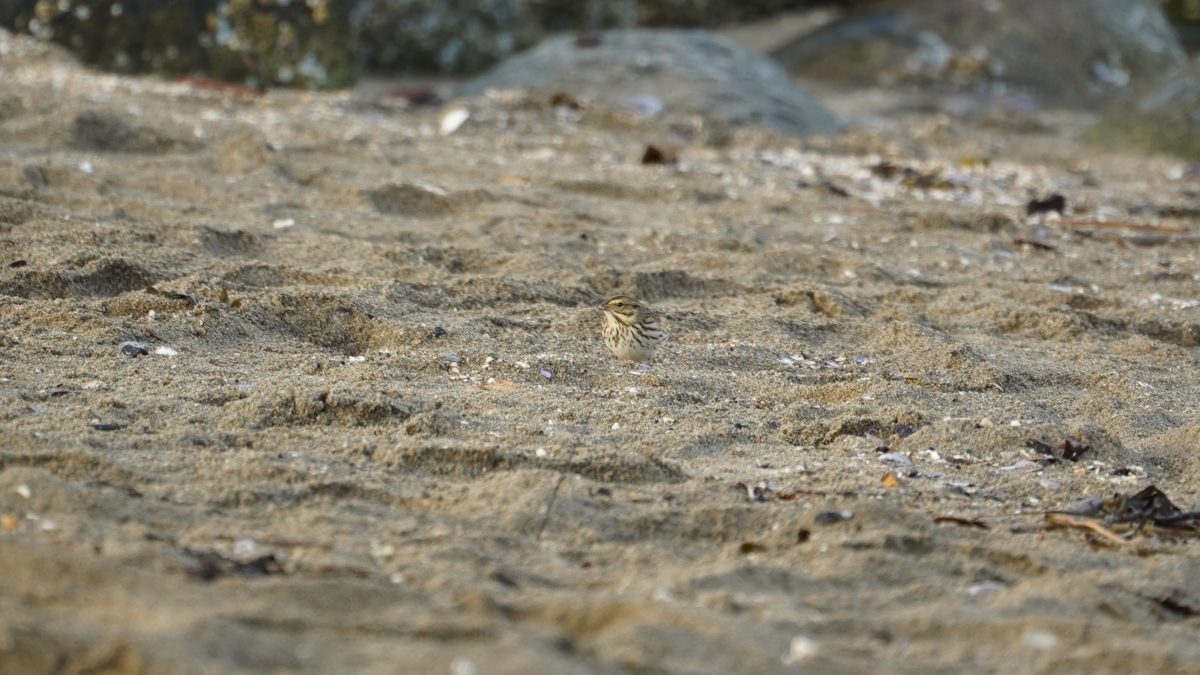 Savannah sparrow on the sand