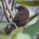 Posing song sparrow