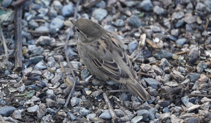 house sparrow