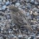 House sparrow on stones