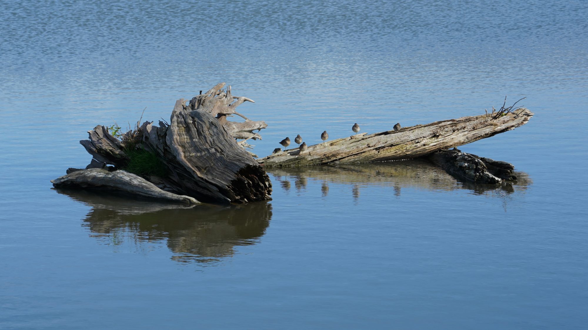 Dowitchers