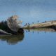 Dead tree and dowitchers