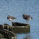 Greater yellowlegs