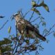 Rough-legged hawk