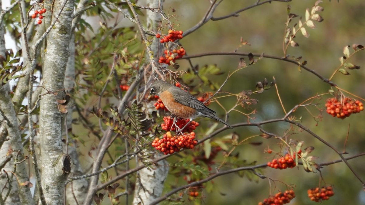 Robin with berries