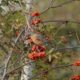 Robin eating berries